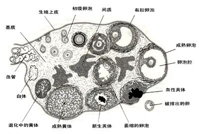 「试管婴儿」卵子在不同时期的生命状态！