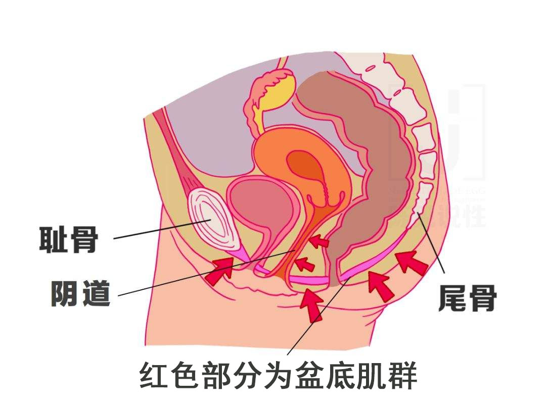 盆底康复的6大误区，你中招了吗？