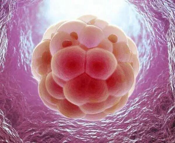 「试管婴儿」鲜胚移植比冻胚移植成功率高？